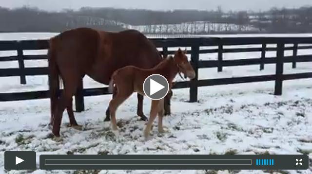 colt by English Channel, out of Miz Shugina