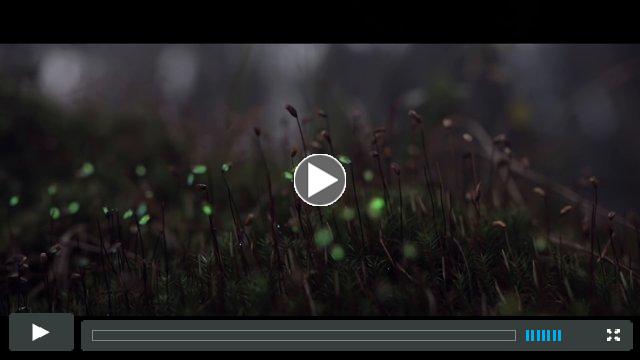 Projections in the Forest