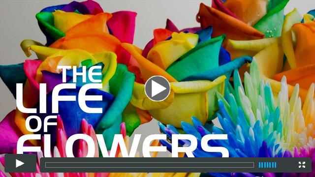 The Life of flowers 