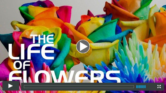 The Life of flowers