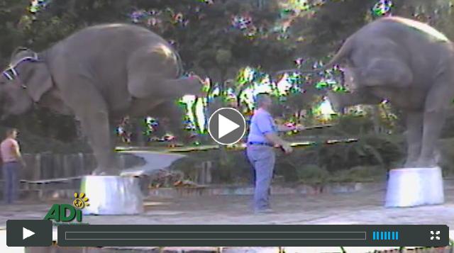 More video evidence of movie elephant suffering...