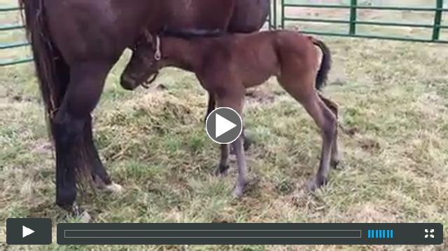 filly by Mucho Macho Man, out of Raucous Lady
