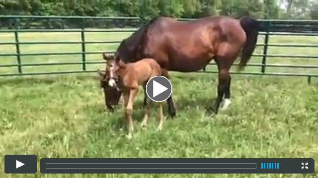 MachoUno -- Forbidden Brew (filly)