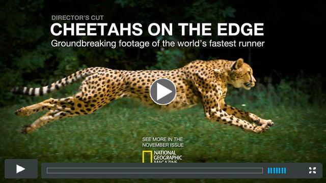 Cheetahs on the Edge--Director's Cut
