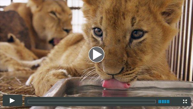 Lion Ark Trailer