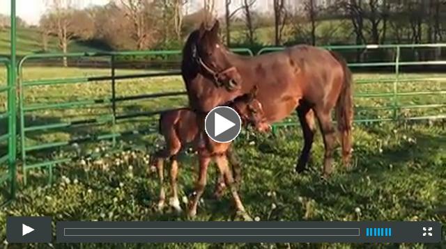 colt by Dialed In, out of Bold American