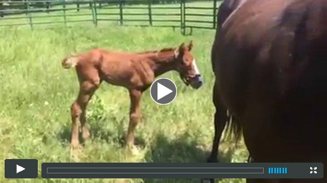 Munnings -- Perfect Heist (colt)