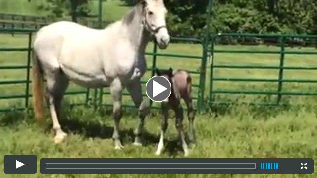 Paynter -- Dixie's Hope (filly)