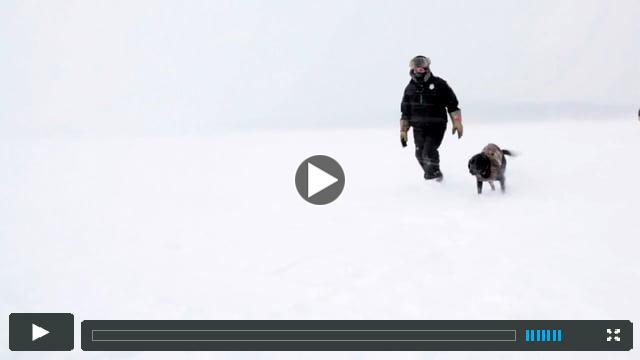 SEARCHDOG