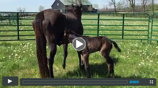 colt by Congrats, out of Black Oak