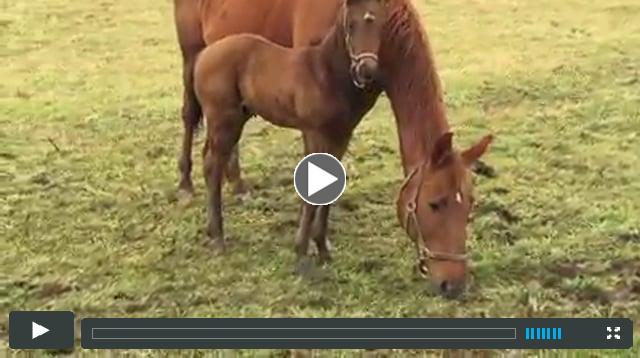 colt - by Stay Thirsty - out of Twining Star