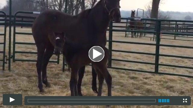 (colt) Fort Larned--Blissfully