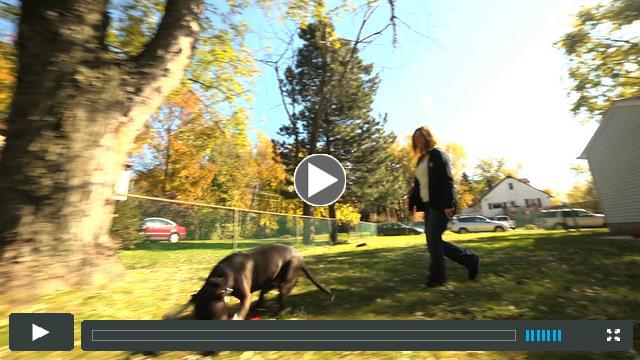 PAWS Adoption Center Video
