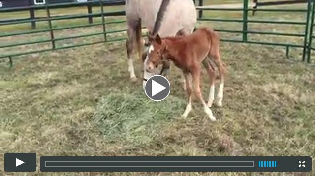 filly - by Animal Kingdom - out of Songs and Sonnets