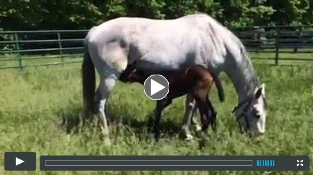 Super Saver--Silver Sands (colt)