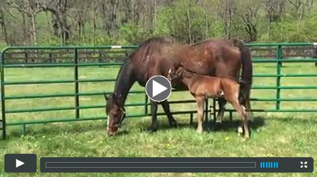 colt - by Tale of the Cat - out of Beau Dare