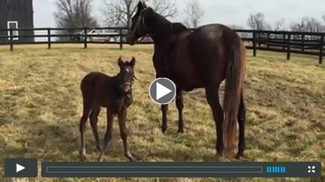 filly by Point of Entry, out of Gal of Mine