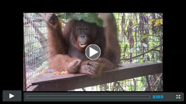 Food-based enrichment at the OCCQ