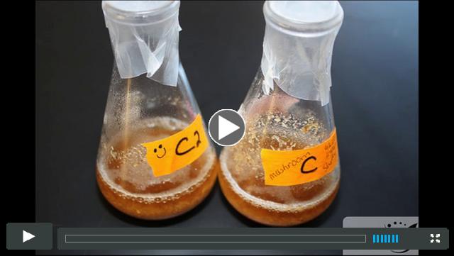 Bioenergy in the High School Classroom: Bioprospecting Lab