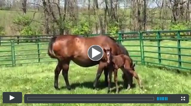 filly by Street Sense, out of Retroesque