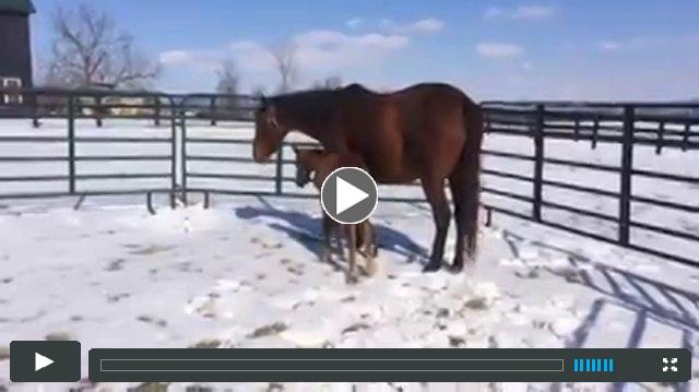 (filly) OldFashioned--Siena'sgotapoint