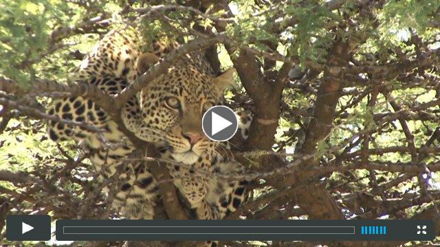 LIFE IN AND AROUND PORINI SAFARI CAMPS (HD VIDEO)