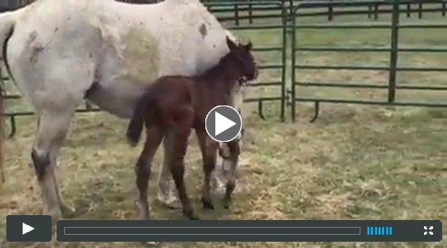 colt - by Proud Citizen - out of Uno Mas Promesa