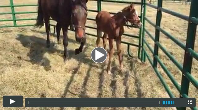 filly by Ghostzapper, out of Seeking the Silver