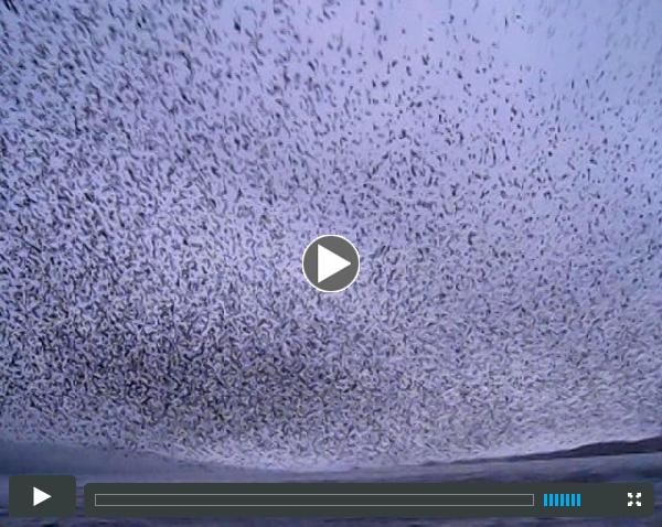 Murmuration