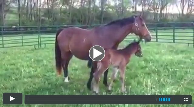 colt by Paynter, out of Lucky Striker