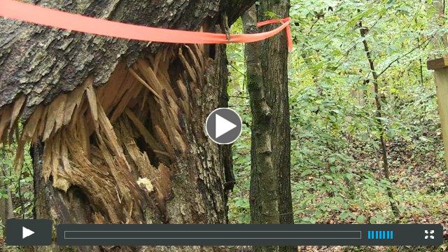 Griphoist in Action: Trail Work on Hazard Trees