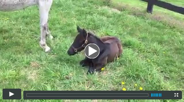 Filly, by Tale of the Cat, out of Smokey Diplomacy