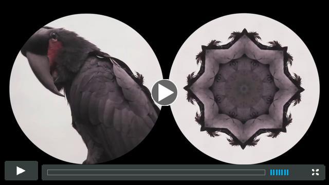 Leslie Thornton, Binocular (Black Parrot) [excerpt]