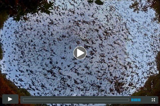 Battle For Bats: Surviving White Nose Syndrome