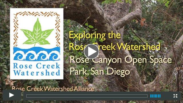 Exploring the Rose Creek Watershed - Rose Canyon Open Space Park, San Diego