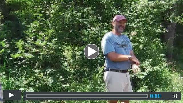 Foraging for Wild Edibles with the Amazing Russ Cohen