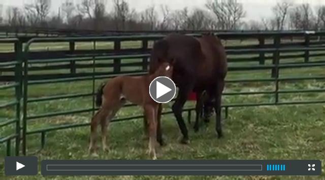 filly - by Sky Mesa - out of Notell