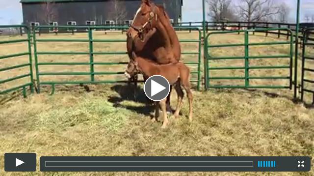 colt by Trappe Shot, out of Timeless Pleasure