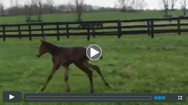 Bodemeister:Bent on Glory (f)