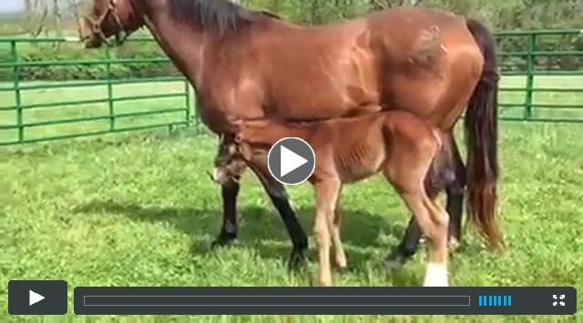 colt by Defactor, out of Lightfoot Lane