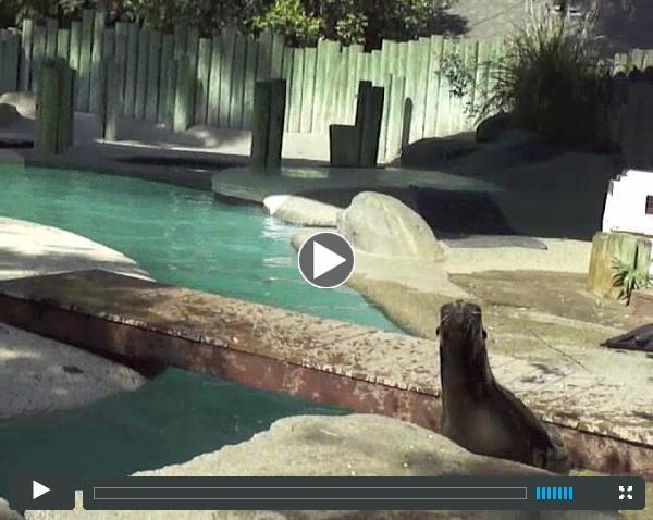 Wild Bill of Wild Bill pony parties 559-974-1492 does a Wild Life Walking tour of Chaffee Zoo in Fresno California