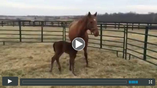 (filly) O'PradoAgain--Danceinthesnow