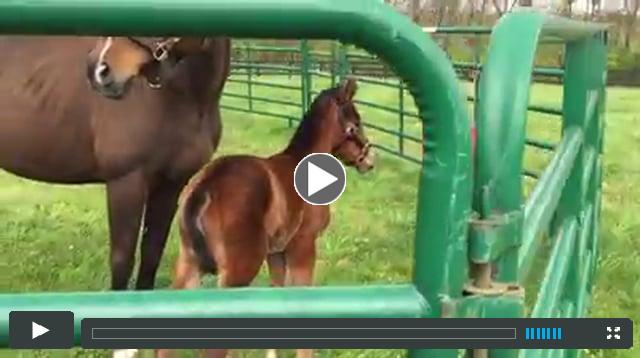 filly by Union Rags, out of Romantic Frolic