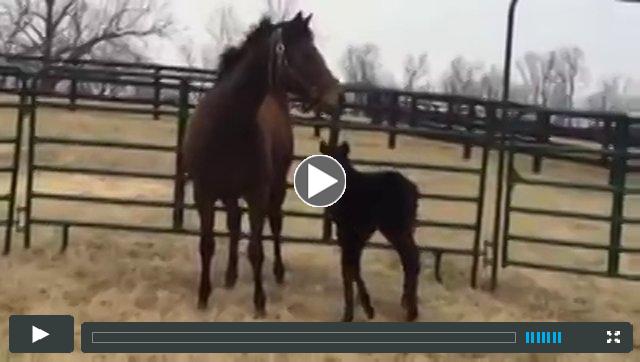 (colt) Dialed In--Delta Holiday