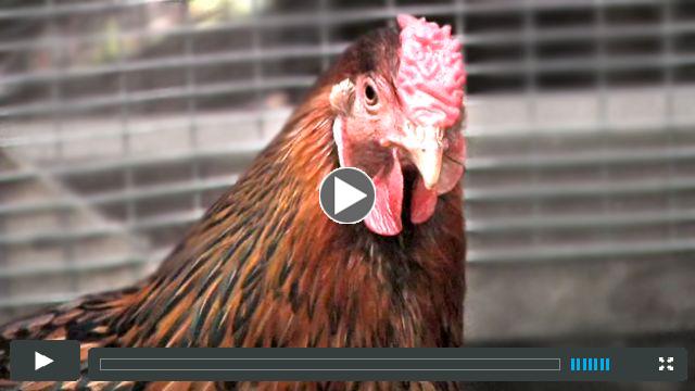Tour de Cluck 2012