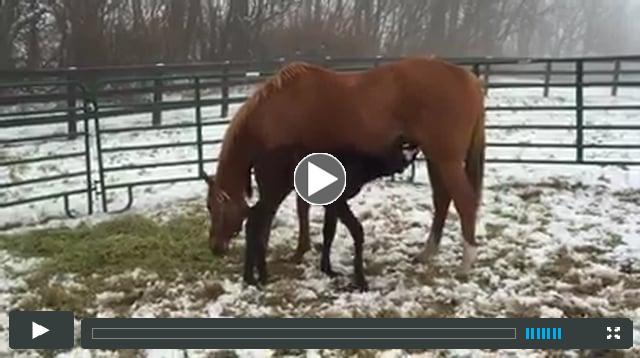 filly - by Cairo Prince - out of Tempest Storm
