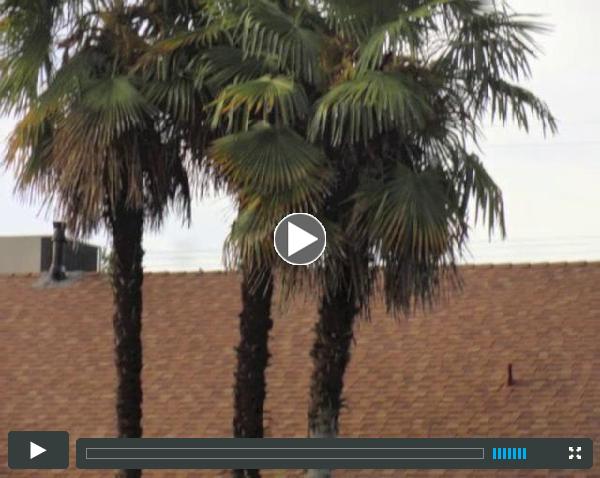 Fresno California Neighborhood nature walk-Wild Bill