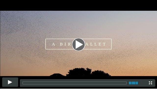 A bird ballet | Music Video