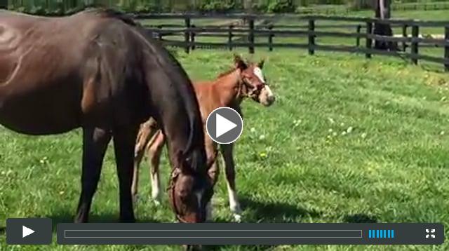 filly by Verrazano, out of Glittering Tax