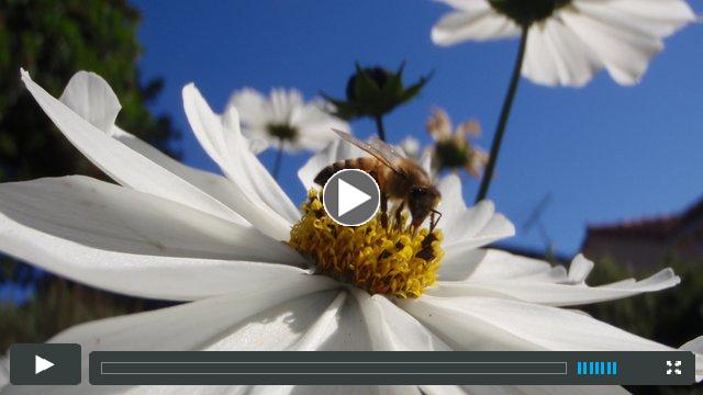 Vanishing of the Bees - Trailer